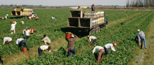 Unskilled jobs in Portugal for foreigners