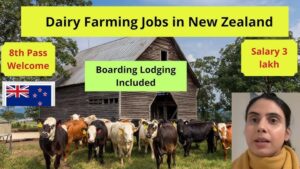 Dairy farm worker jobs in New Zealand